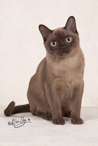 Canadian Cat Association Breed Standards Canadian Cat Association Breed Standards