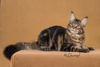 Ashvale Maine Coons