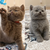 Cupidz Cats