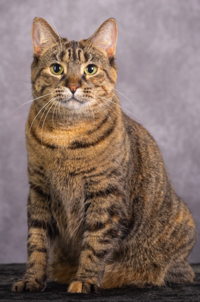 #1 Best Household Pet