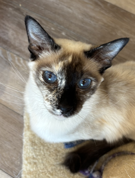 SEAL TORTIE POINT LH