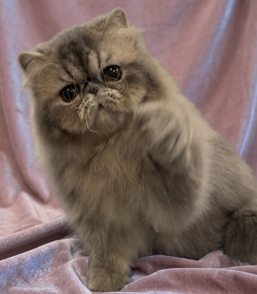 BLUE MACKEREL TABBY