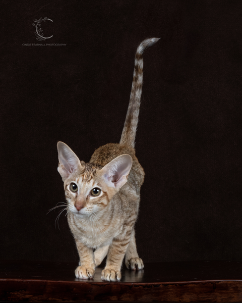 CHESTNUT SPOTTED PATCHED TABBY SH