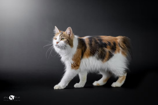 #1 SMGC O'BOBTAIL ADELINE CBW, CNW