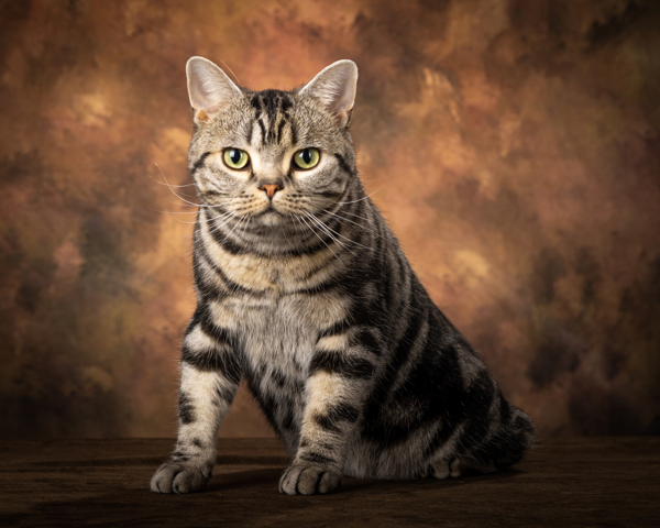 SILVER CLASSIC TABBY
