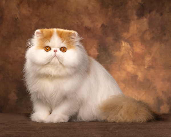 #10 SMGC KIEKALKATS PRINCESS PEACH CBW, CNW