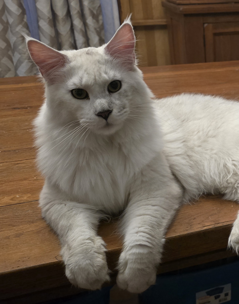 #12 MGC MANNICOON SAMMY OF SPMAINECOONS CNW