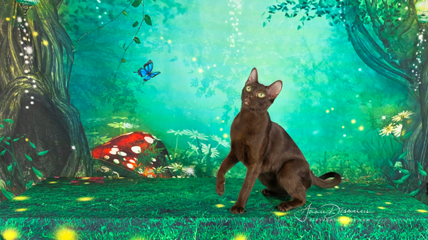 #3 SMGC SAPHIRA LADY MARMELADE CBW, DCRW, CNW
