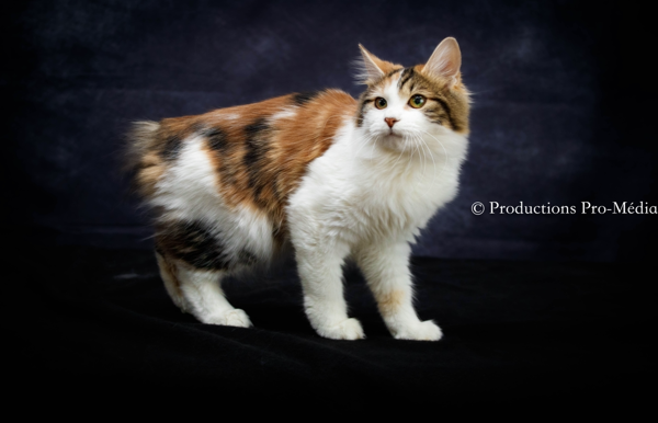 #4 SMGC O'BOBTAIL ADELINE CBW, CNW