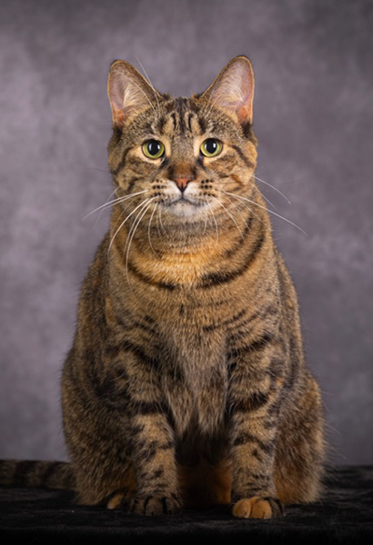 #1 Best Household Pet