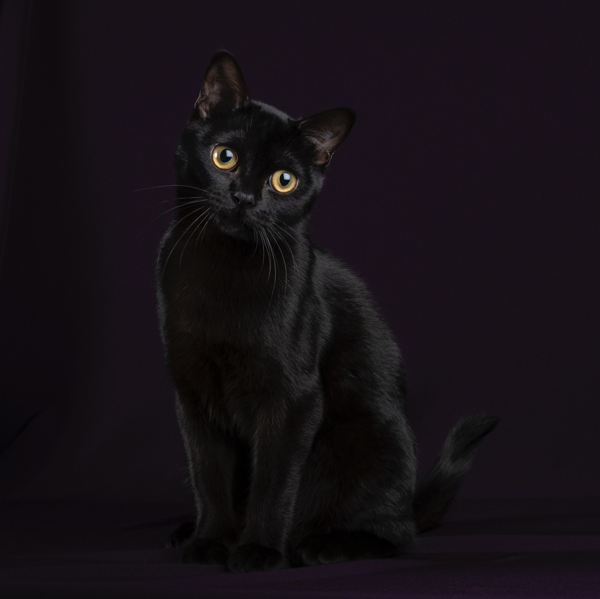 #10 PURRANORMAL WITCH-OF-THE-WEST CBW, CNW