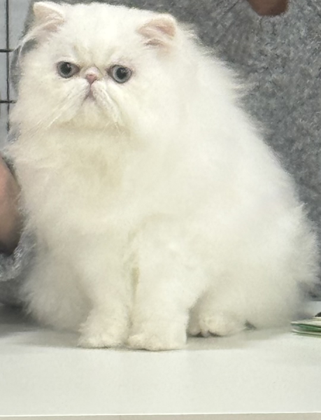 #11 FLUFFYTOES SHE'S GOT IT CNW