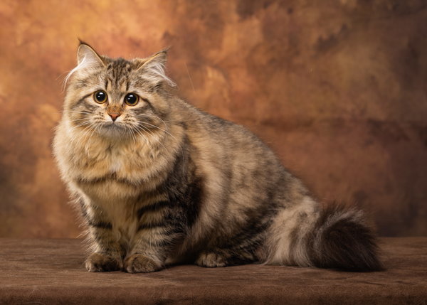 #1 Best Kitten