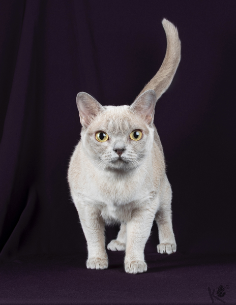 #11 SMGC AMALURRA LILITH OF PURRANORMAL CBW, CRW